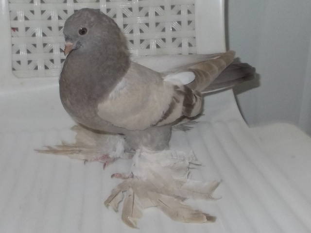Бойные  голуби  Туркмении - Страница 39 4948028_m
