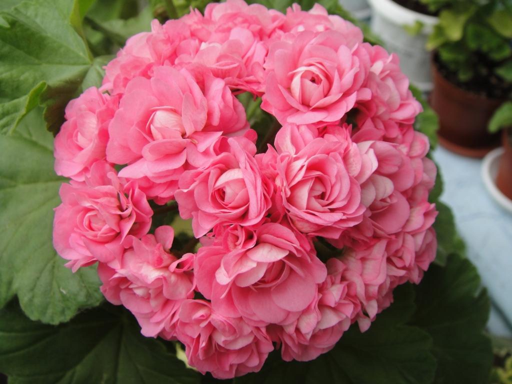 Изображение 141