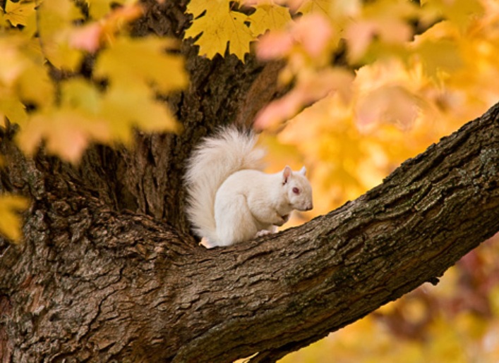 White-squirrel 1