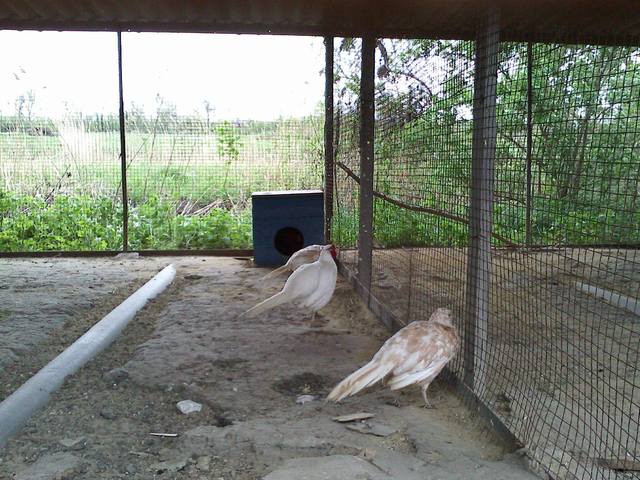 Мои смешные птицы (Рика). Донецк 4977334_m