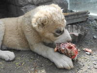 VFL.RU - ваш фотохостинг