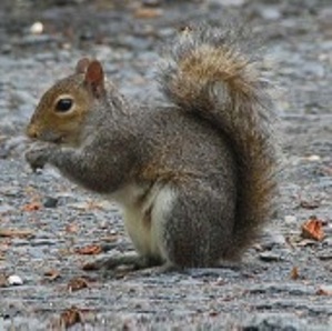 squirrel 3