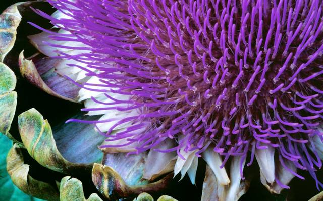 VFL.RU - ваш фотохостинг