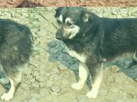 VFL.RU - ваш фотохостинг