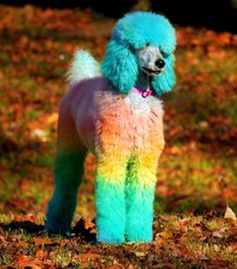 rainbow colored poodle2 opawz com