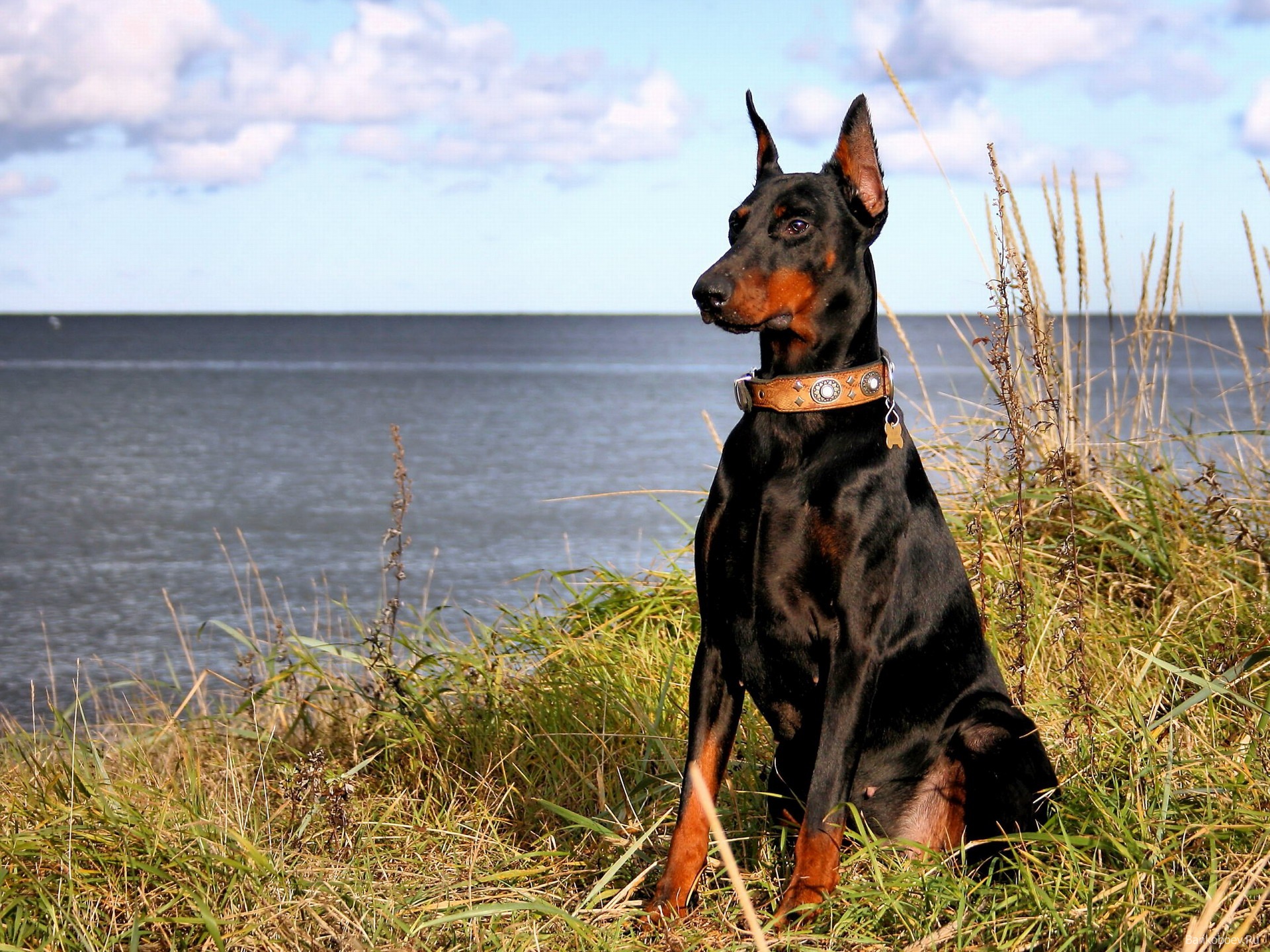 Bankoboev.Ru doberman sozercaet