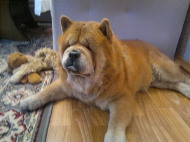 http://images.vfl.ru/ii/1401127927/68c4786f/5255379_m.jpg