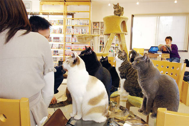 Кошки (Cats) - Page 3 5308755_m