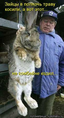 Эти забавные животные