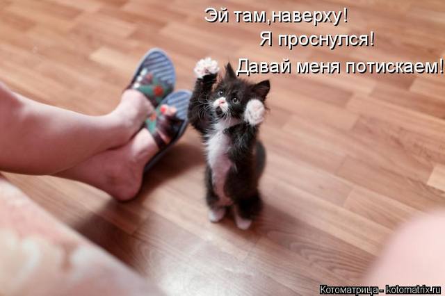 Эти забавные животные