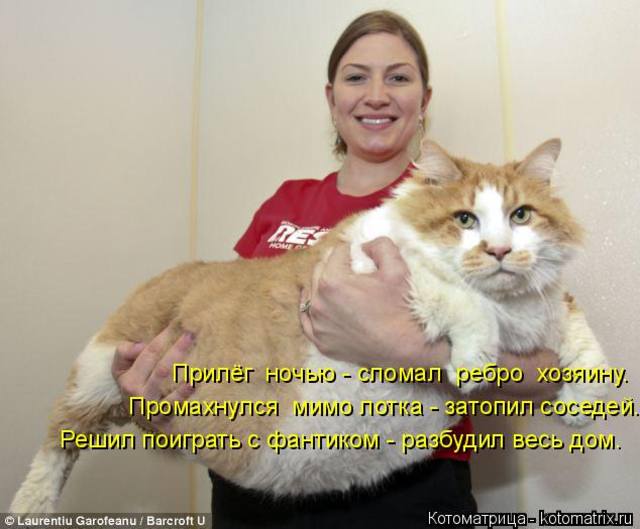 Эти забавные животные
