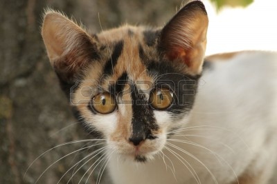 harlequin-cat4