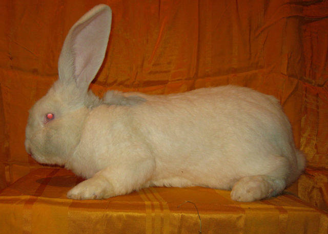 Продаю крольчат породы бельгийский великан - фландр 5402155_m