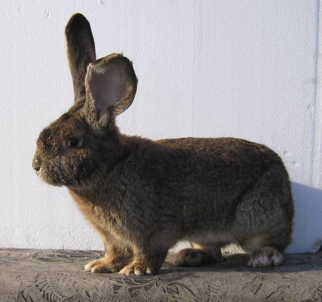 Продаю крольчат породы бельгийский великан - фландр 5402172_m