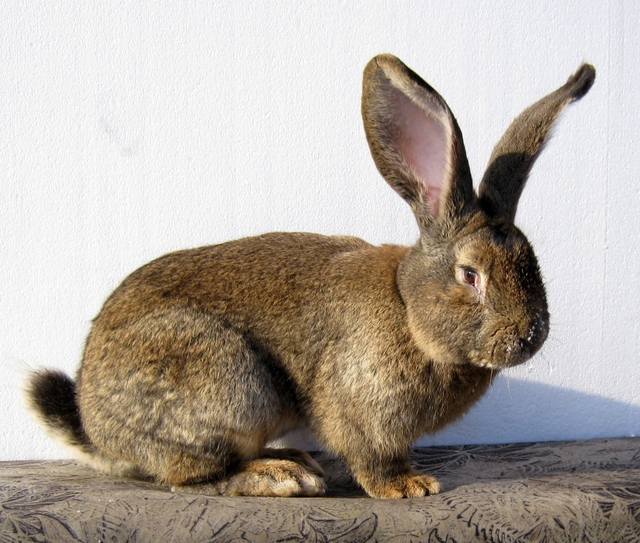 Продаю крольчат породы бельгийский великан - фландр 5402173_m