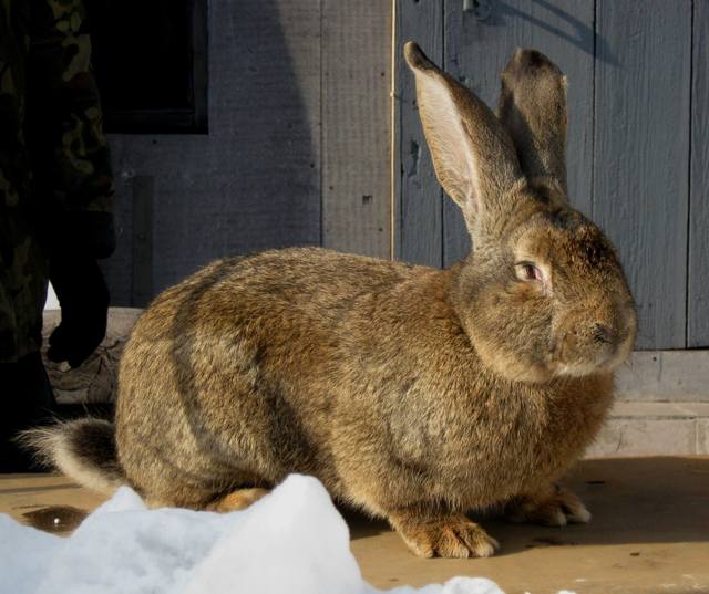 Продаю крольчат породы бельгийский великан - фландр 5402171_m