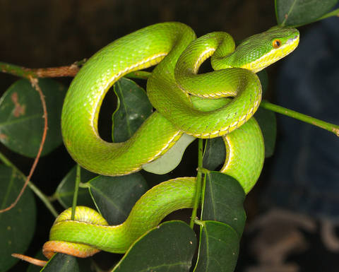 trimeresurus albolabris 2