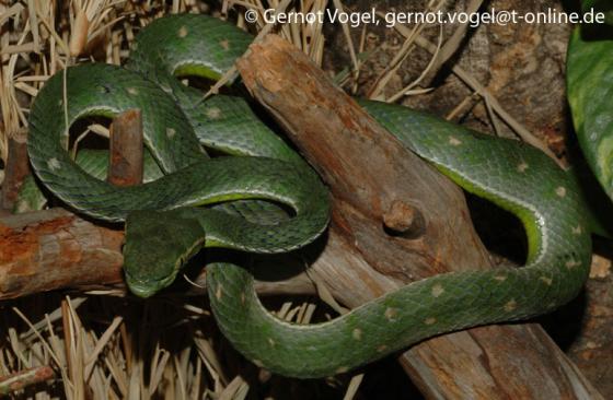 Trimeresurus hageni 1