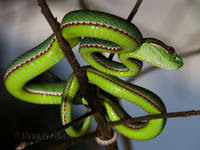 Trimeresurus popeorum 1