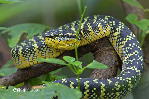 Tropidolaemus wagleri 1