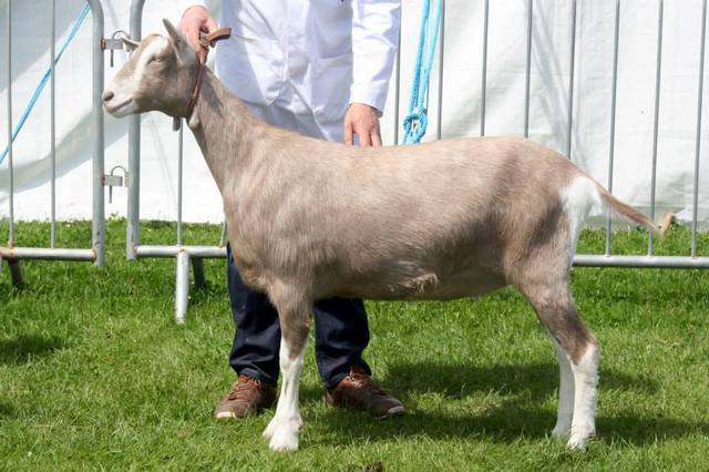 Ashdene Calvinia 1st BT. T Goatling both days