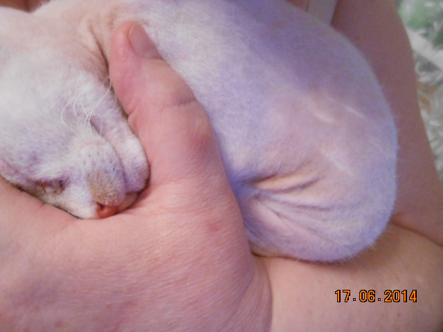 Малышка Кэт 307