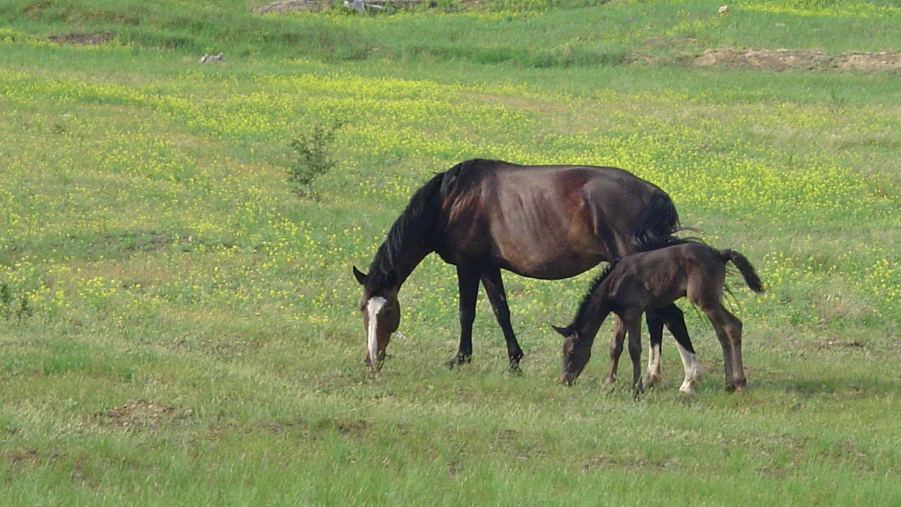 horses