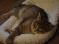 VFL.RU - ваш фотохостинг