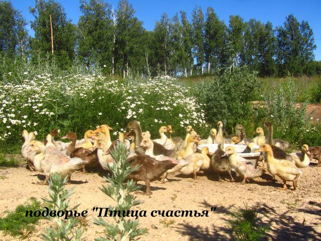 хозяйство - Наш маленький птичий дворик (хозяйство Fermer) - Страница 8 5614641_m