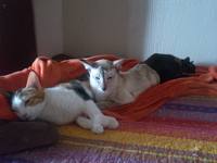 VFL.RU - ваш фотохостинг