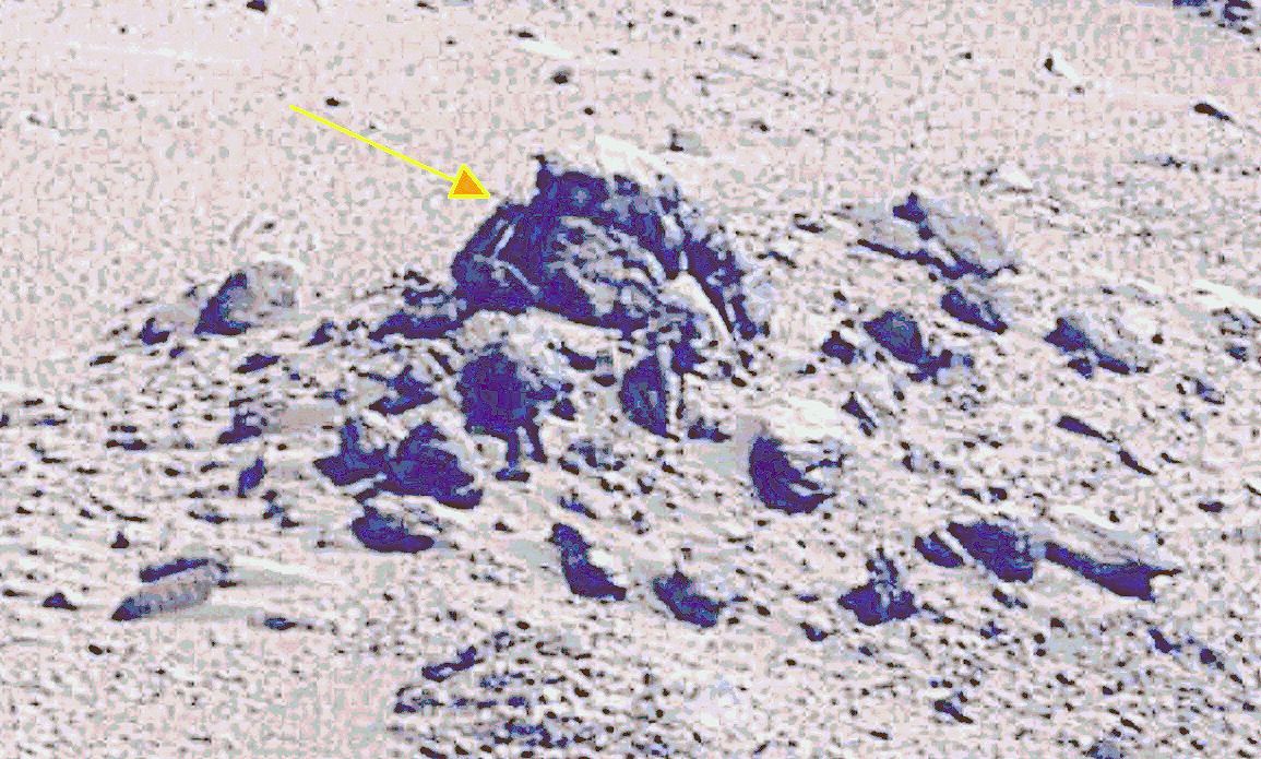 mars rover panoma half-size