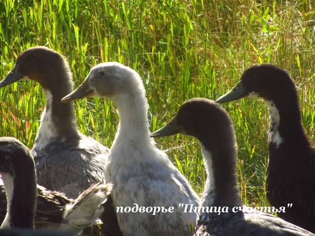 хозяйство - Наш маленький птичий дворик (хозяйство Fermer) - Страница 9 5718033_m