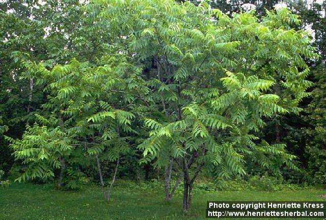 Декоративно-лиственные деревья в саду 5810276_m