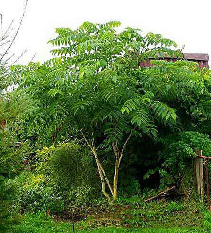 Декоративно-лиственные деревья в саду 5810278_m