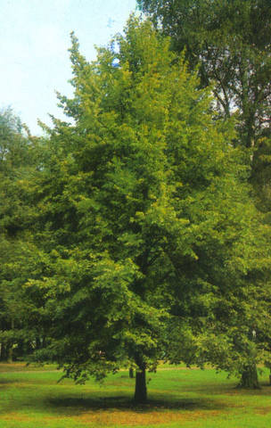 Декоративно-лиственные деревья в саду 5810290_m