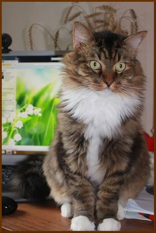 кот Шарик у компа (2) кот Шарик у компа (2)