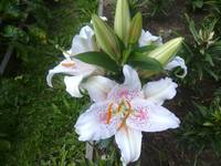 VFL.RU - ваш фотохостинг