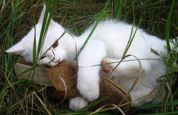 http://images.vfl.ru/ii/1408478170/7f032fe4/6056623_m.jpg