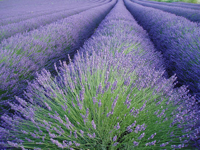 lavender