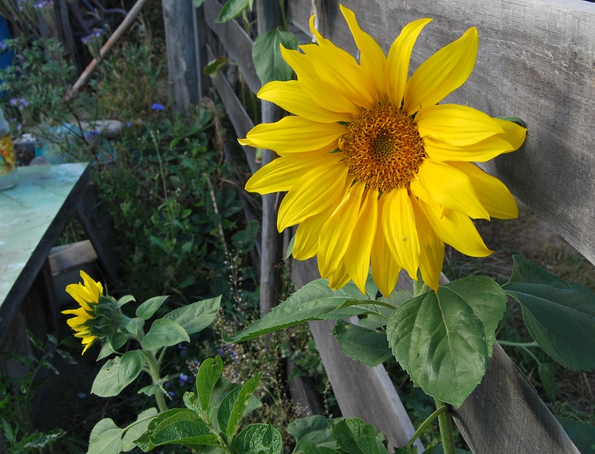 sunflower