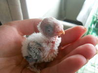 VFL.RU - ваш фотохостинг