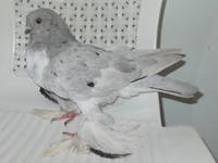 Изображение 008