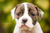 VFL.RU - ваш фотохостинг