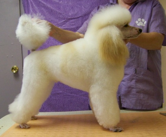 white-cream Paisley poodles