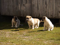 VFL.RU - ваш фотохостинг