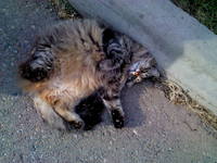 VFL.RU - ваш фотохостинг