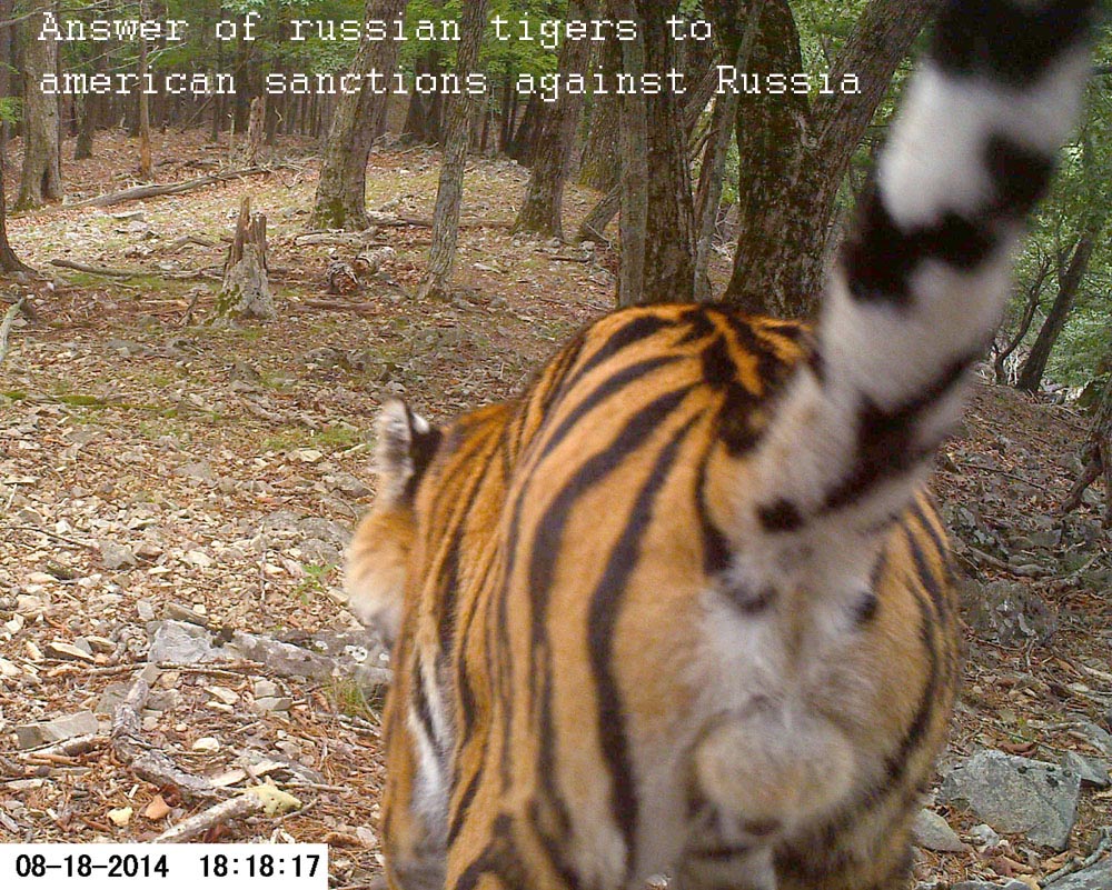 Ответ русских тигров на американские санкции против России