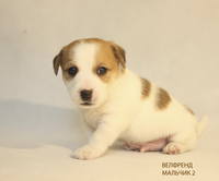 VFL.RU - ваш фотохостинг