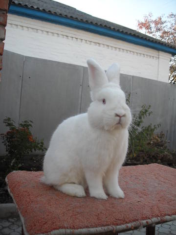 Кролик породы Новозеландский Белый. - Страница 31 6621942_m