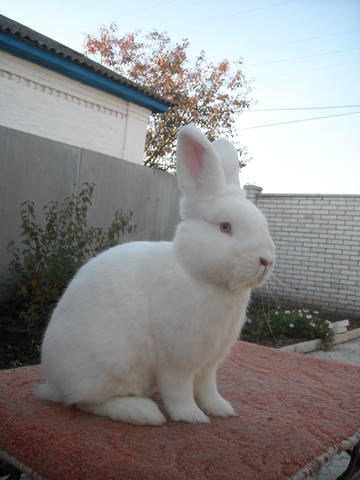 Кролик породы Новозеландский Белый. - Страница 31 6621943_m